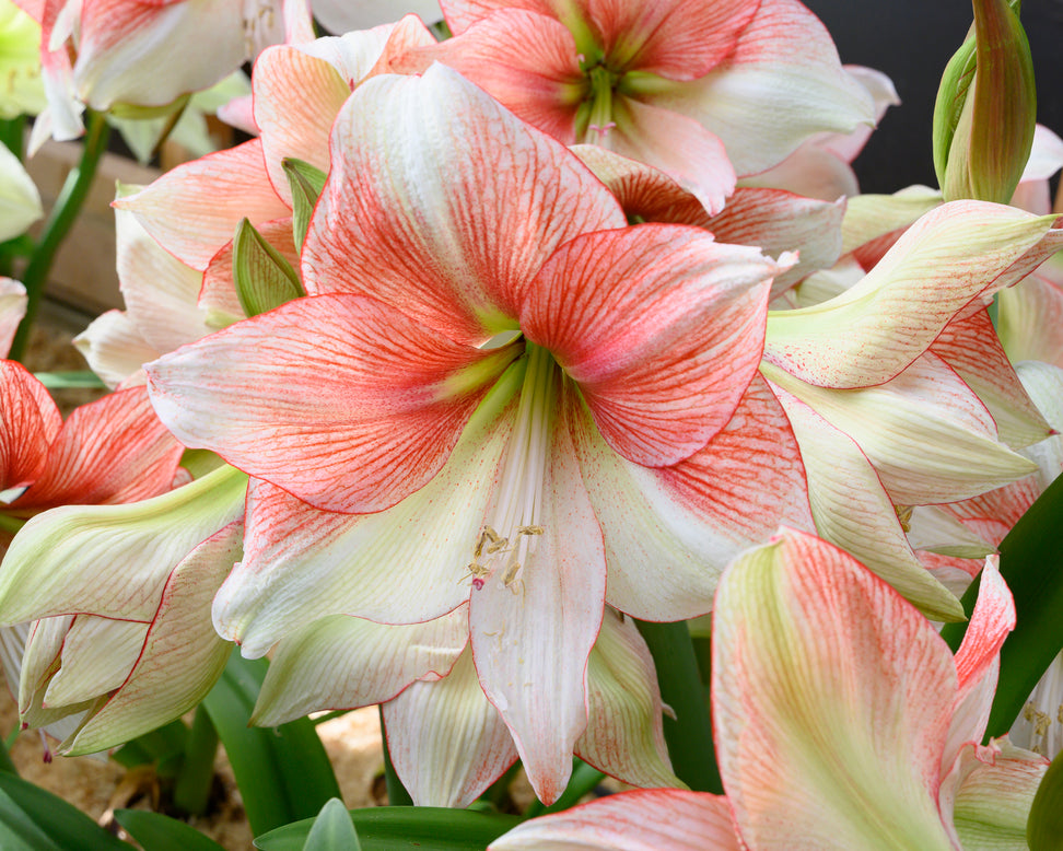 Amaryllis 'Grandise Fantasy'