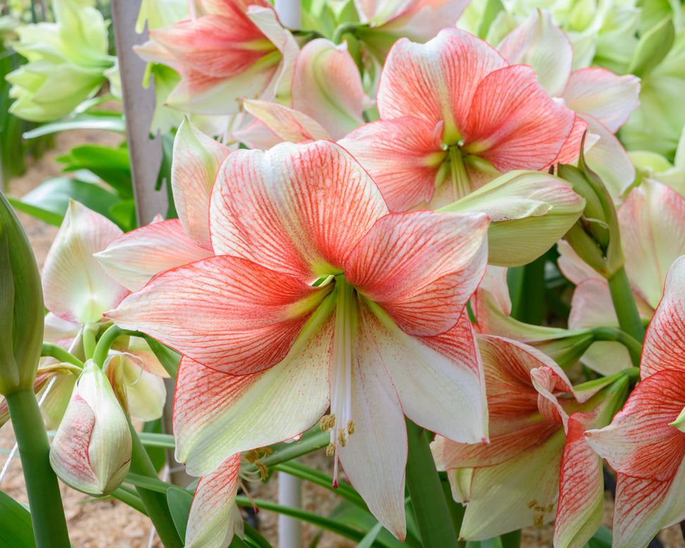 Amaryllis 'Grandise Fantasy'