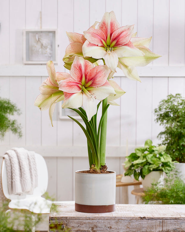 Amaryllis 'Grandise Fantasy'