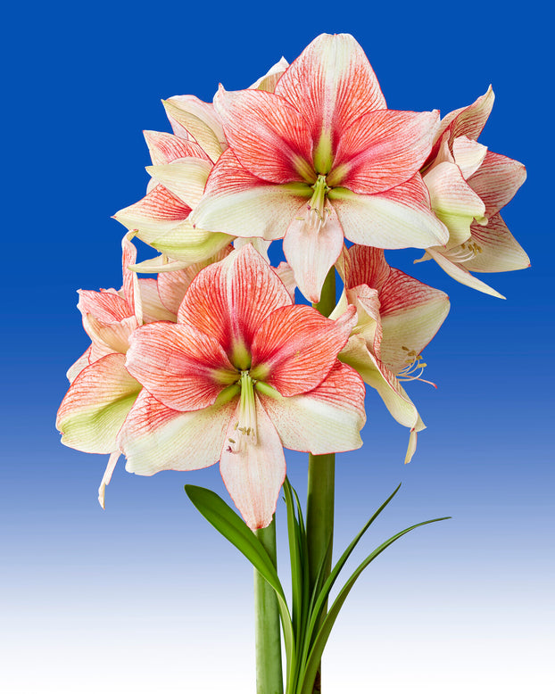 Amaryllis 'Grandise Fantasy'