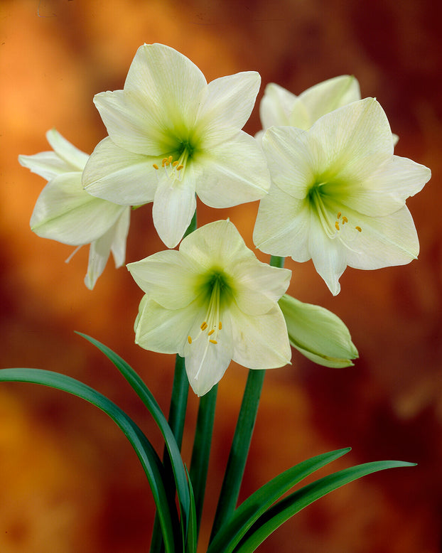 Amaryllis 'Lemon Star'