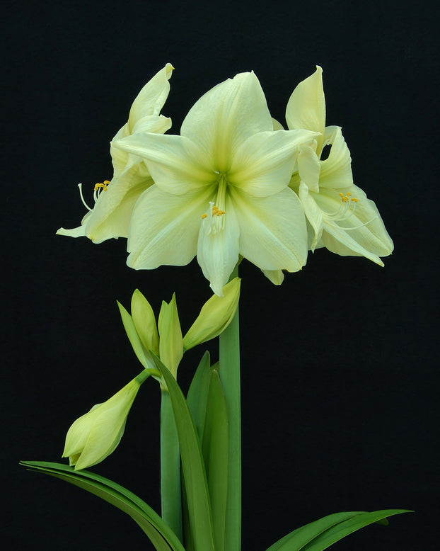 Amaryllis 'Lemon Star'