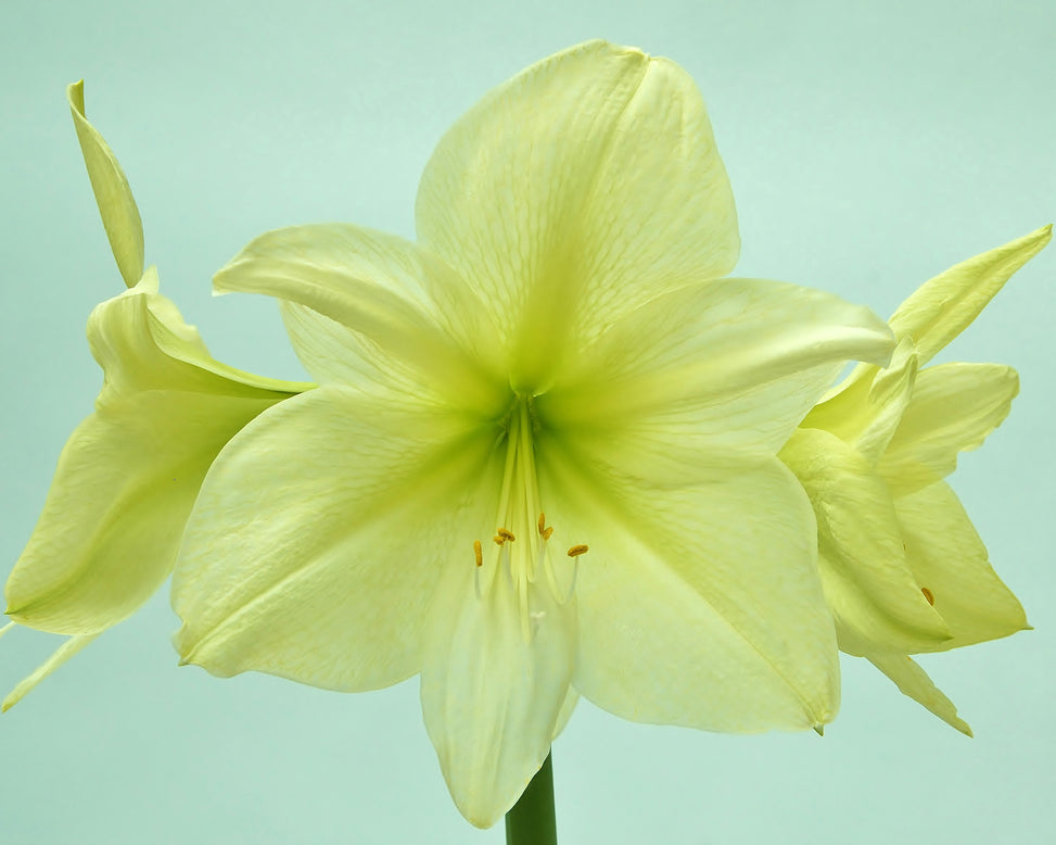 Amaryllis 'Lemon Star'