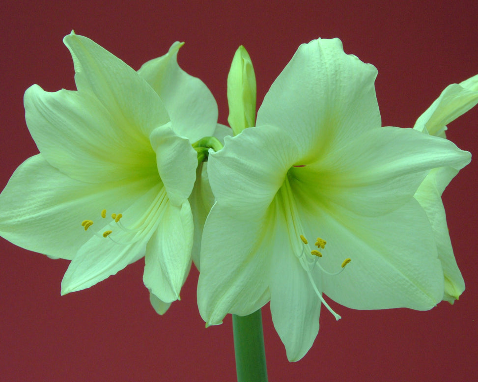 Amaryllis 'Lemon Star'