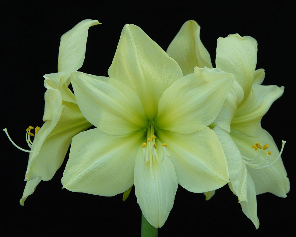 Amaryllis 'Lemon Star'