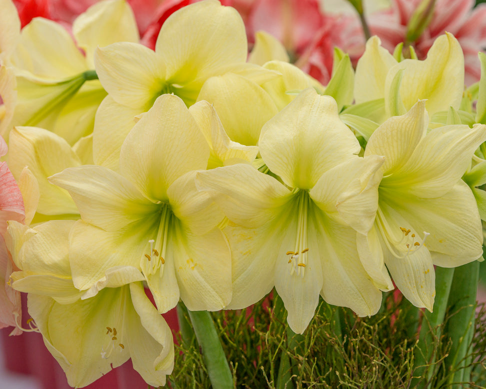 Amaryllis 'Lemon Star'