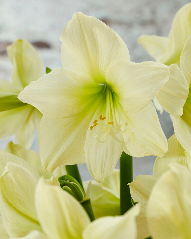 Amaryllis 'Lemon Star'