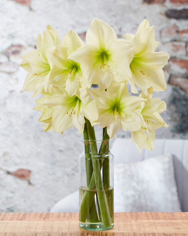 Amaryllis 'Lemon Star'