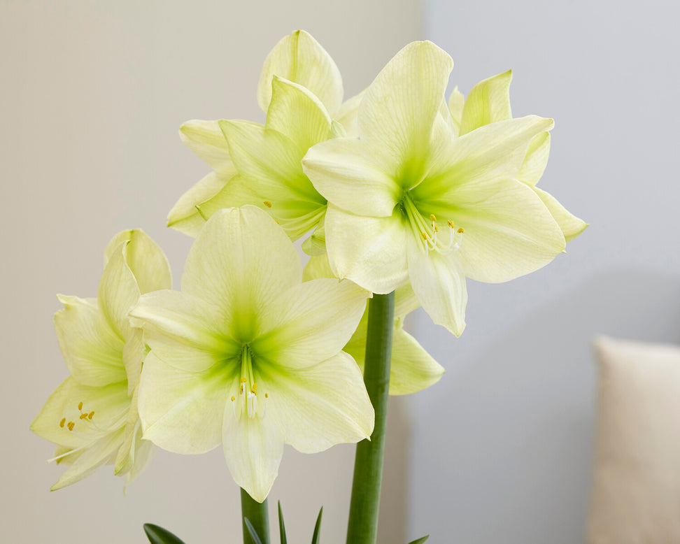 Amaryllis 'Lemon Star'