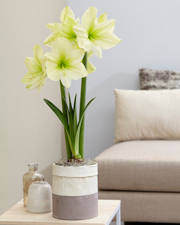 Amaryllis 'Lemon Star'