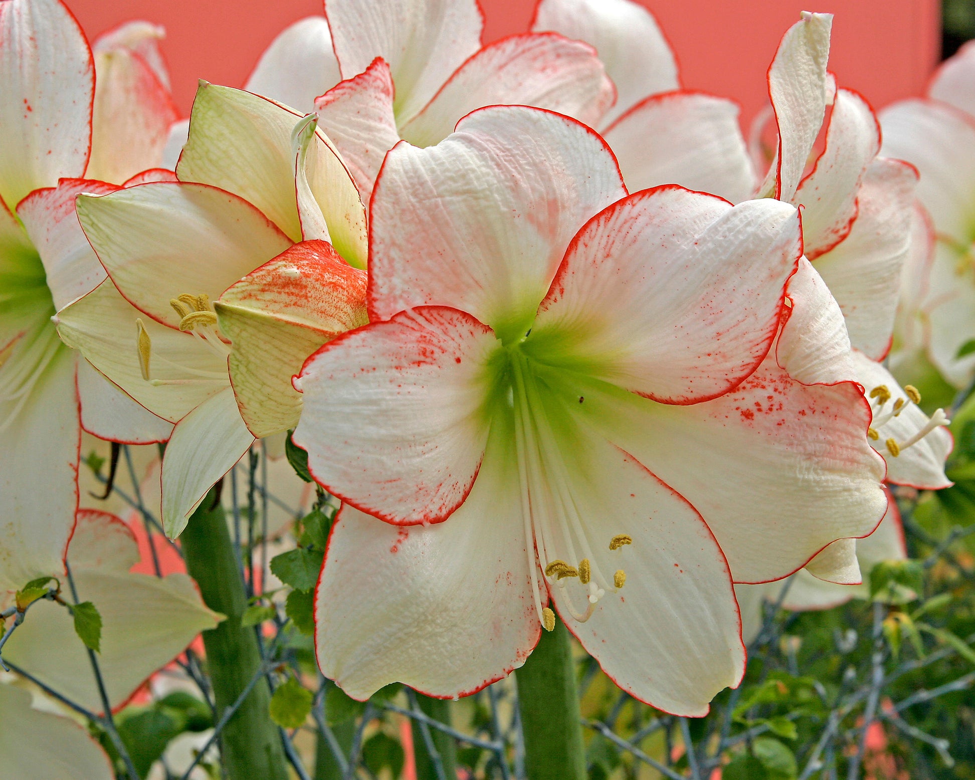 Amaryllis 'Picotee' bulbs — Buy Hippeastrum (Diamond Group) 'Picotee ...