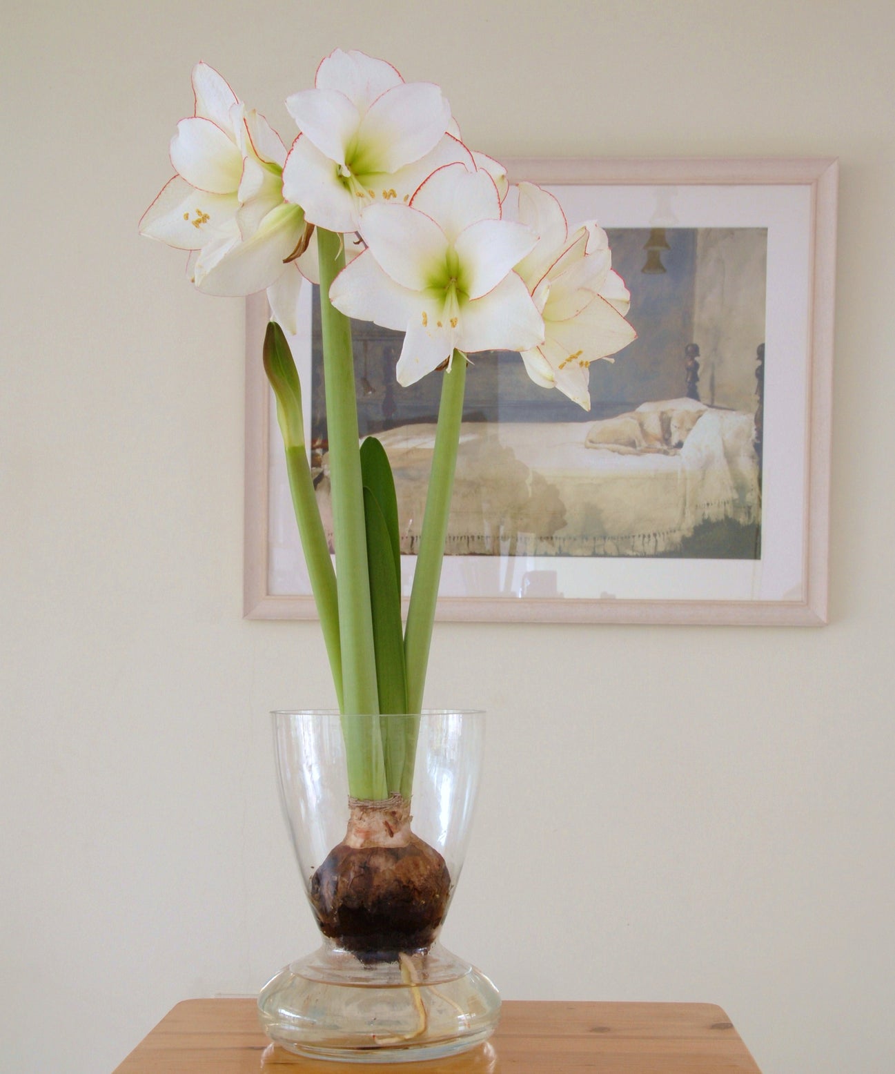 Amaryllis 'Picotee' bulbs — Buy Hippeastrum (Diamond Group) 'Picotee ...