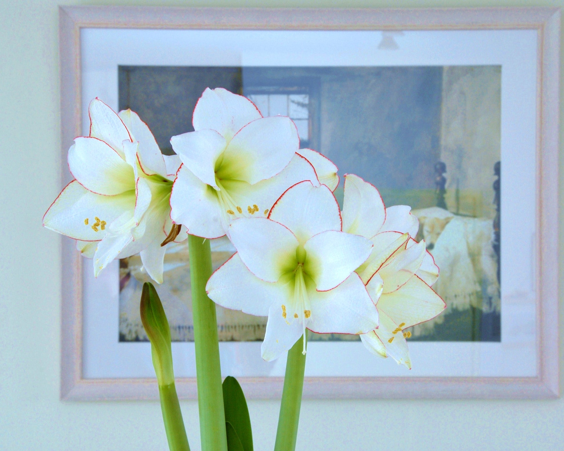 Amaryllis 'Picotee' bulbs — Buy Hippeastrum (Diamond Group) 'Picotee ...