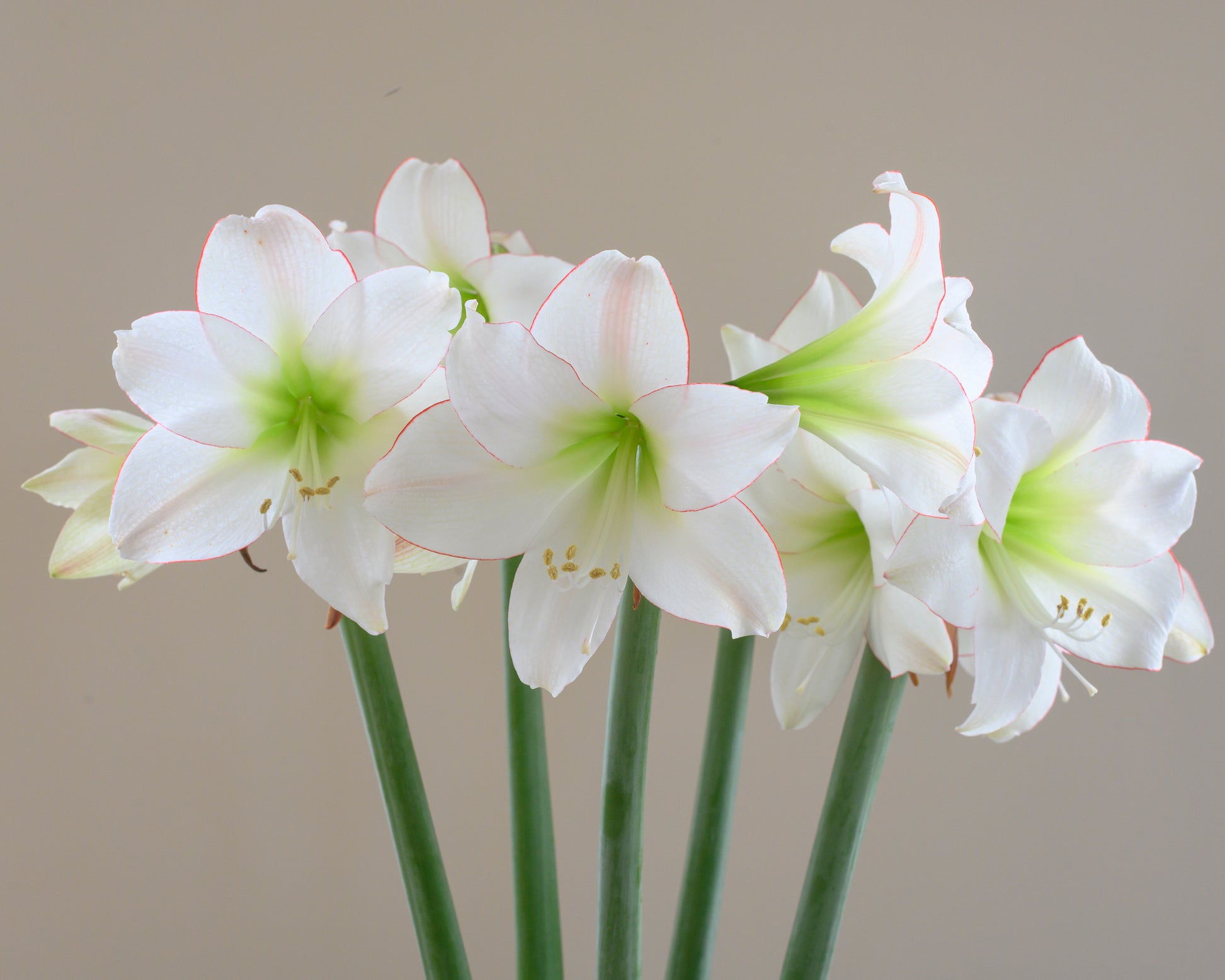 Amaryllis 'Picotee' bulbs — Buy Hippeastrum (Diamond Group) 'Picotee ...