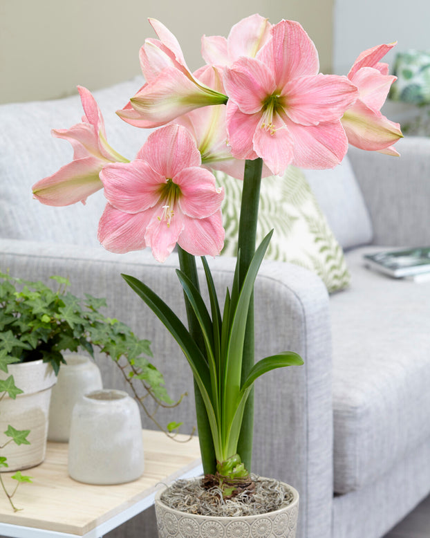 Amaryllis 'Sweet Star'