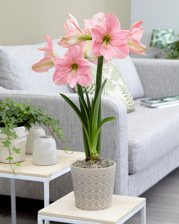 Amaryllis 'Sweet Star'