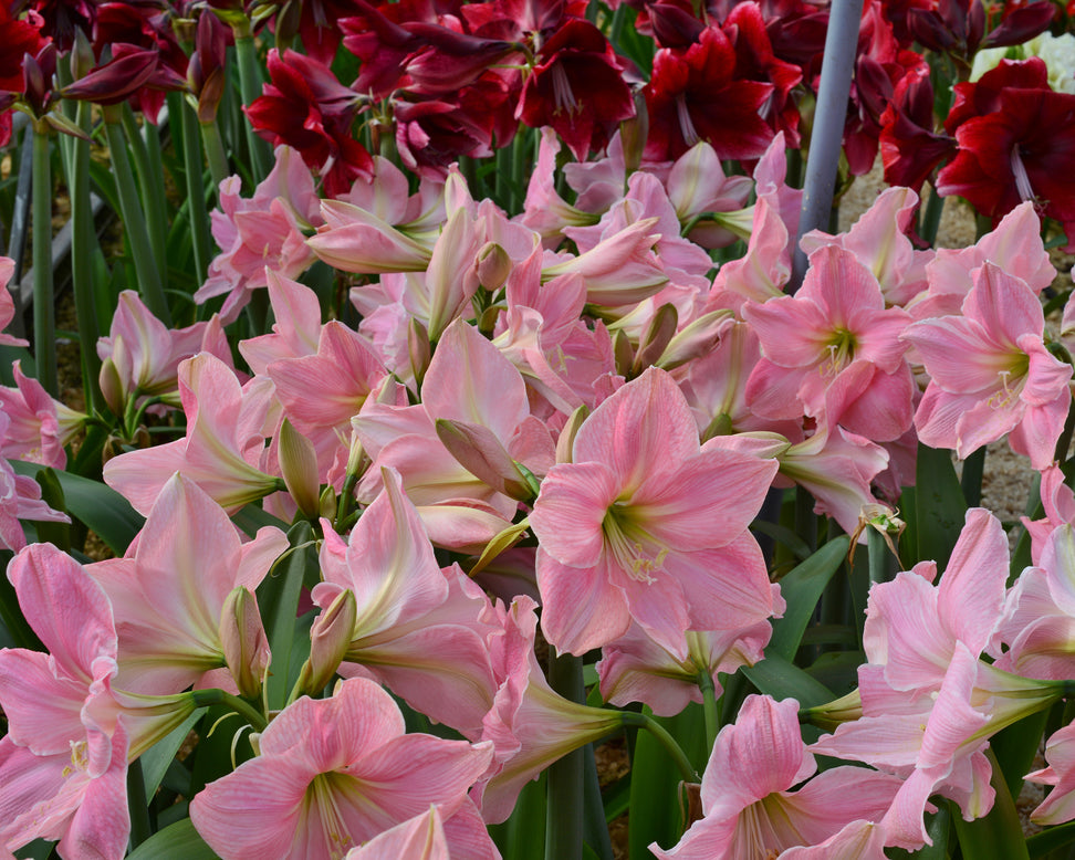 Amaryllis 'Sweet Star'