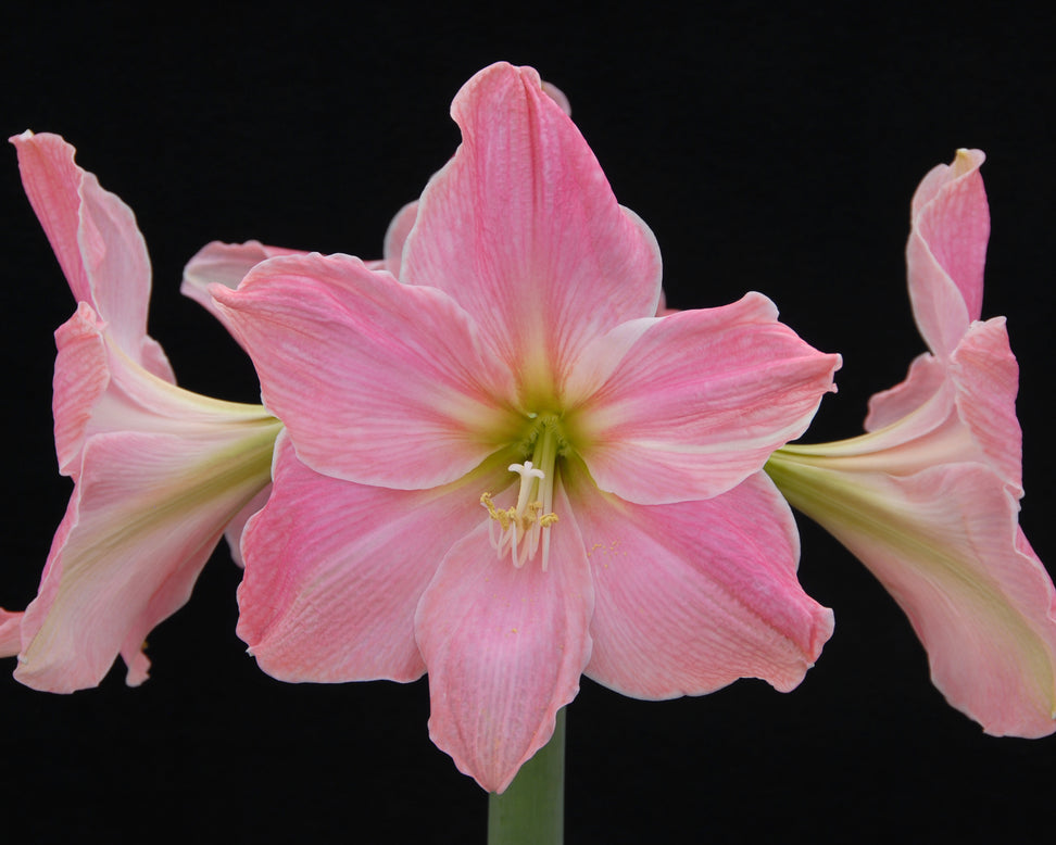 Amaryllis 'Sweet Star'