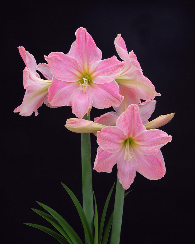 Amaryllis 'Sweet Star'