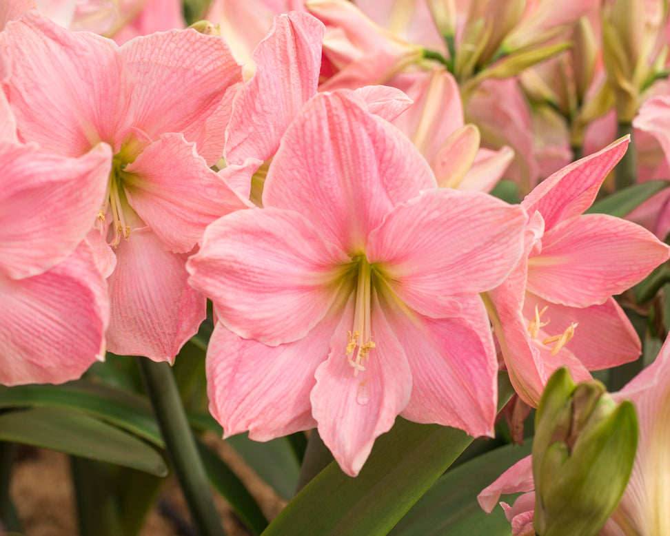 Amaryllis 'Sweet Star'