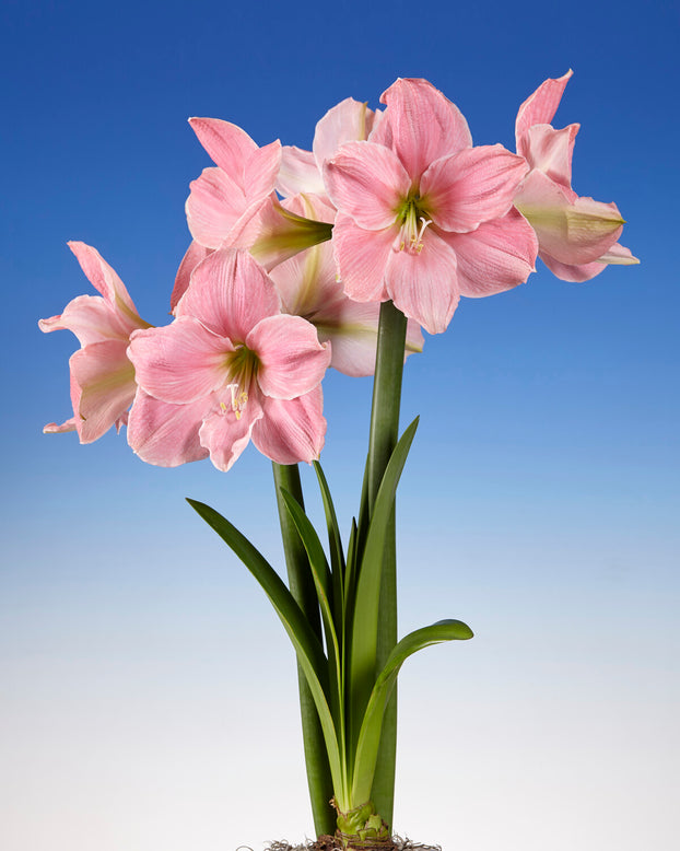 Amaryllis 'Sweet Star'