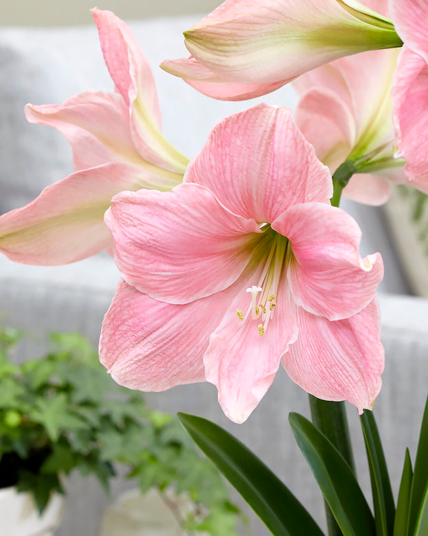 Amaryllis 'Sweet Star'