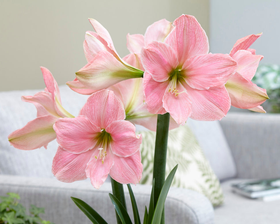 Amaryllis 'Sweet Star'