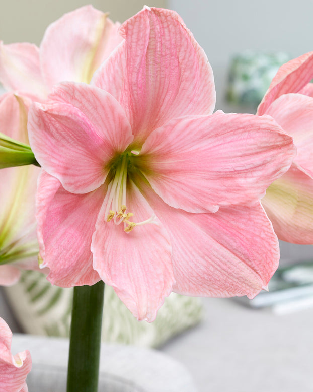 Amaryllis 'Sweet Star'