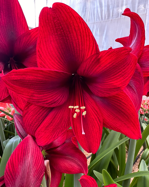 Amaryllis 'Tabasco'