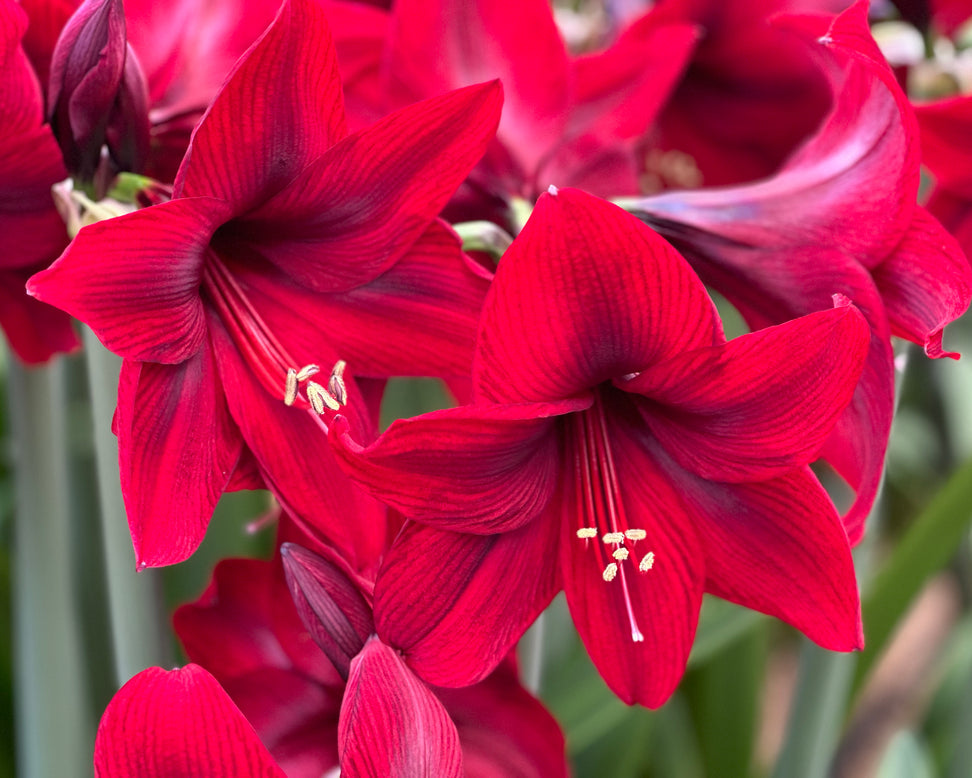 Amaryllis 'Tabasco'