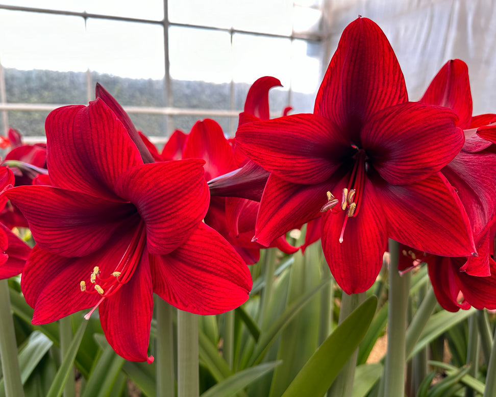 Amaryllis 'Tabasco'