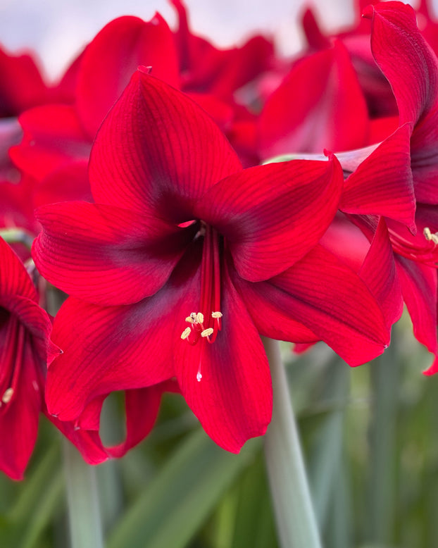 Amaryllis 'Tabasco'