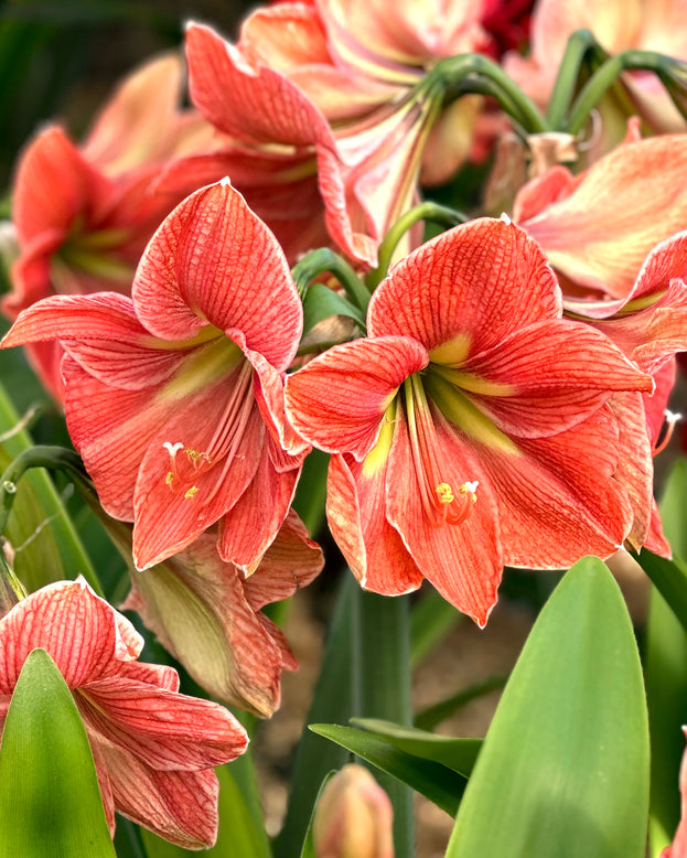 Amaryllis 'Terra Cotta Star'