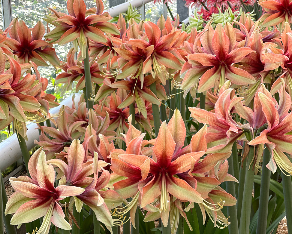 Amaryllis 'Wild Amazone'