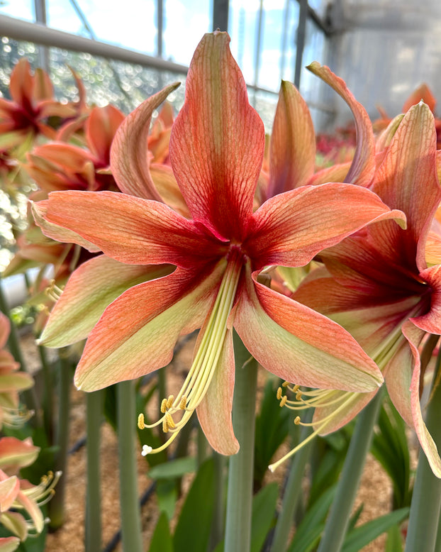 Amaryllis 'Wild Amazone'