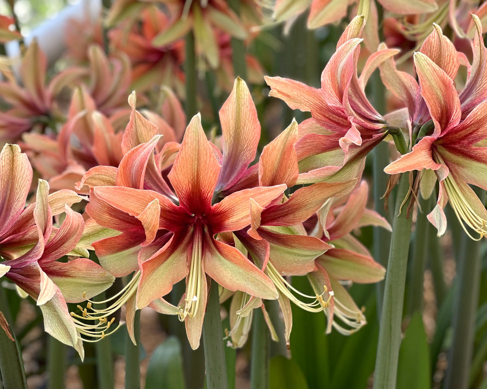 Amaryllis 'Wild Amazone'