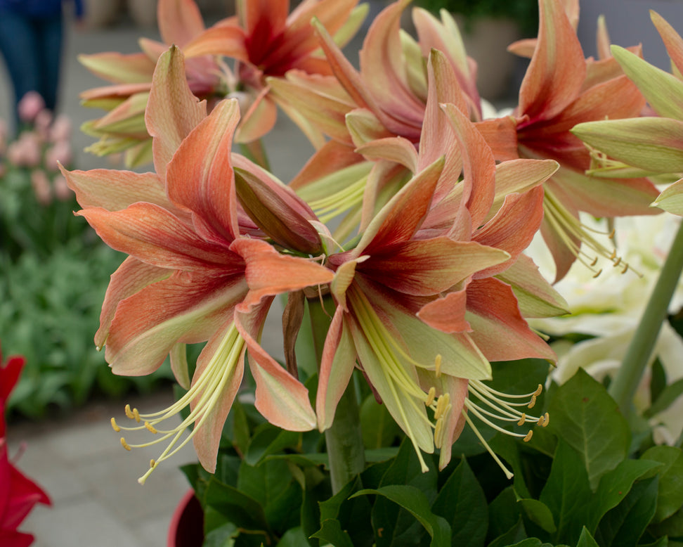 Amaryllis 'Wild Amazone'