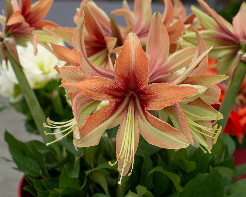 Amaryllis 'Wild Amazone'