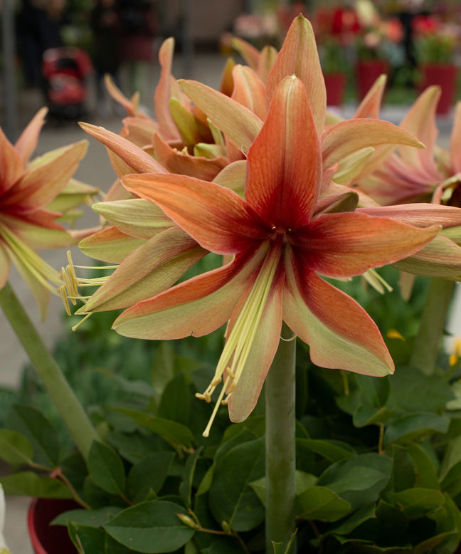 Amaryllis 'Wild Amazone'