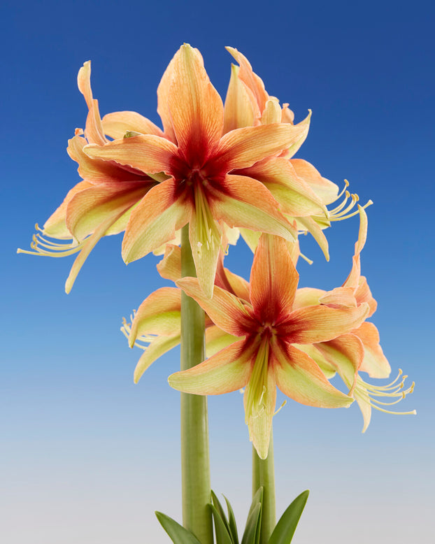 Amaryllis 'Wild Amazone'