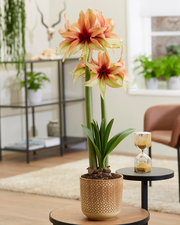 Amaryllis 'Wild Amazone'