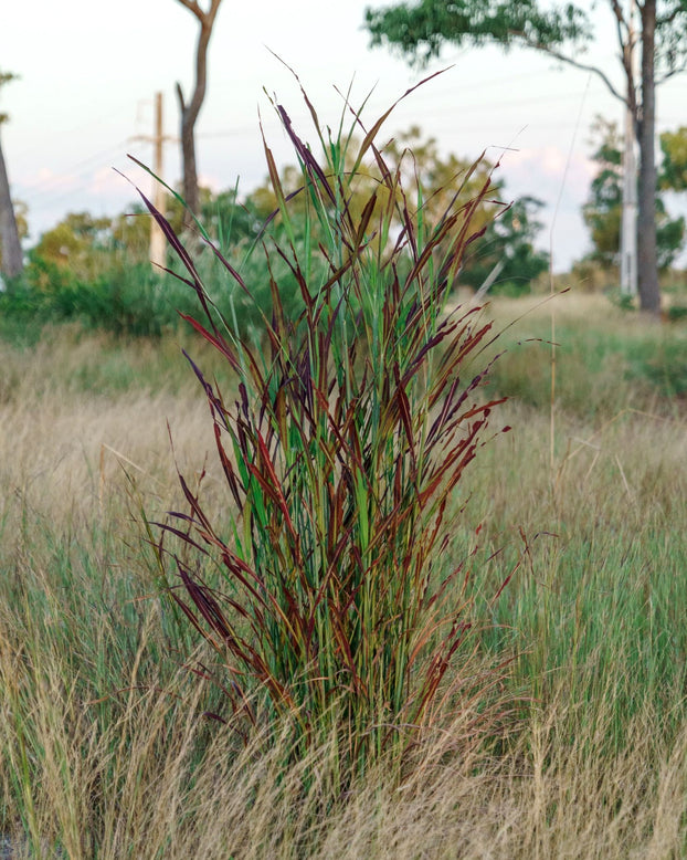 Andropogon 'Blackhawks'