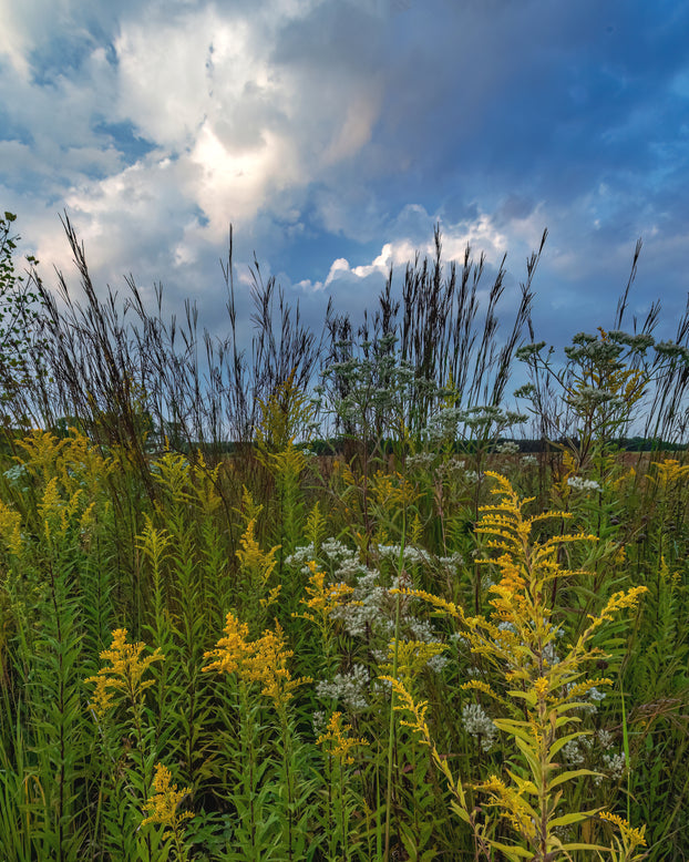 Andropogon 'Blackhawks'