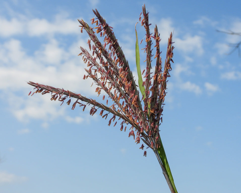 Andropogon 'Blackhawks'