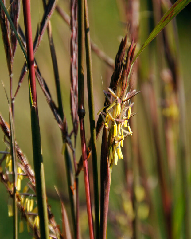 Andropogon 'Blackhawks'