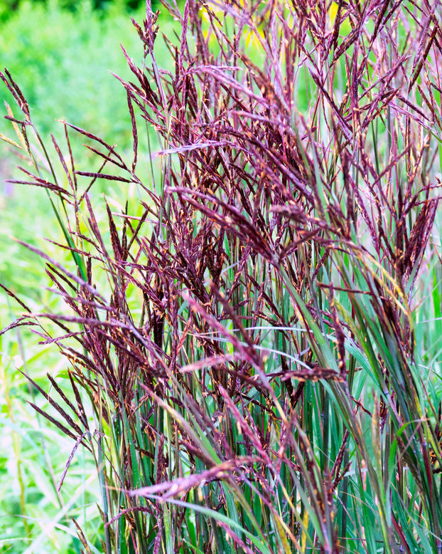 Andropogon 'Blackhawks'