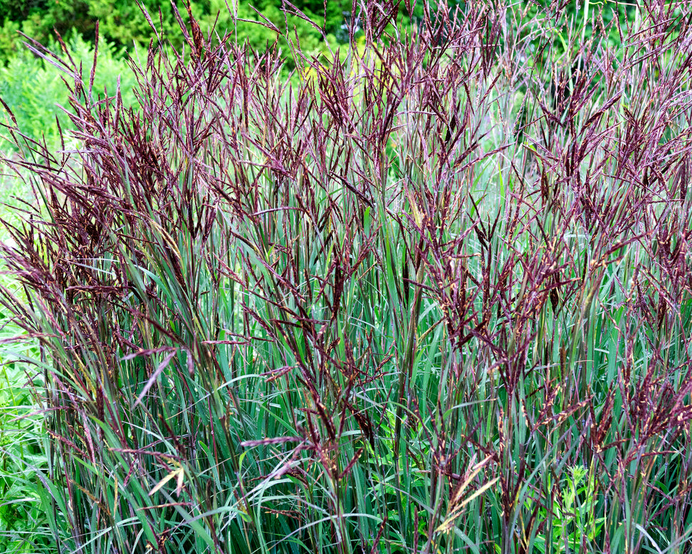 Andropogon 'Blackhawks'