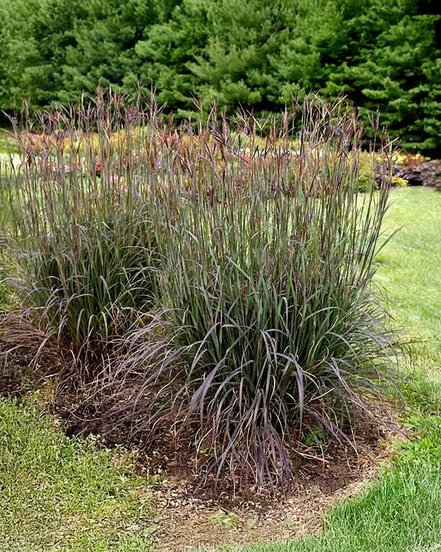 Andropogon 'Blackhawks'