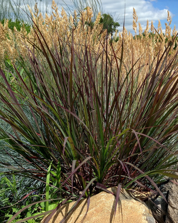 Andropogon 'Blackhawks'