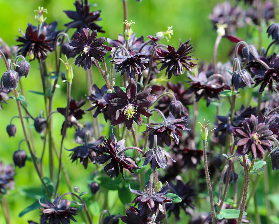 Aquilegia 'Black Barlow'